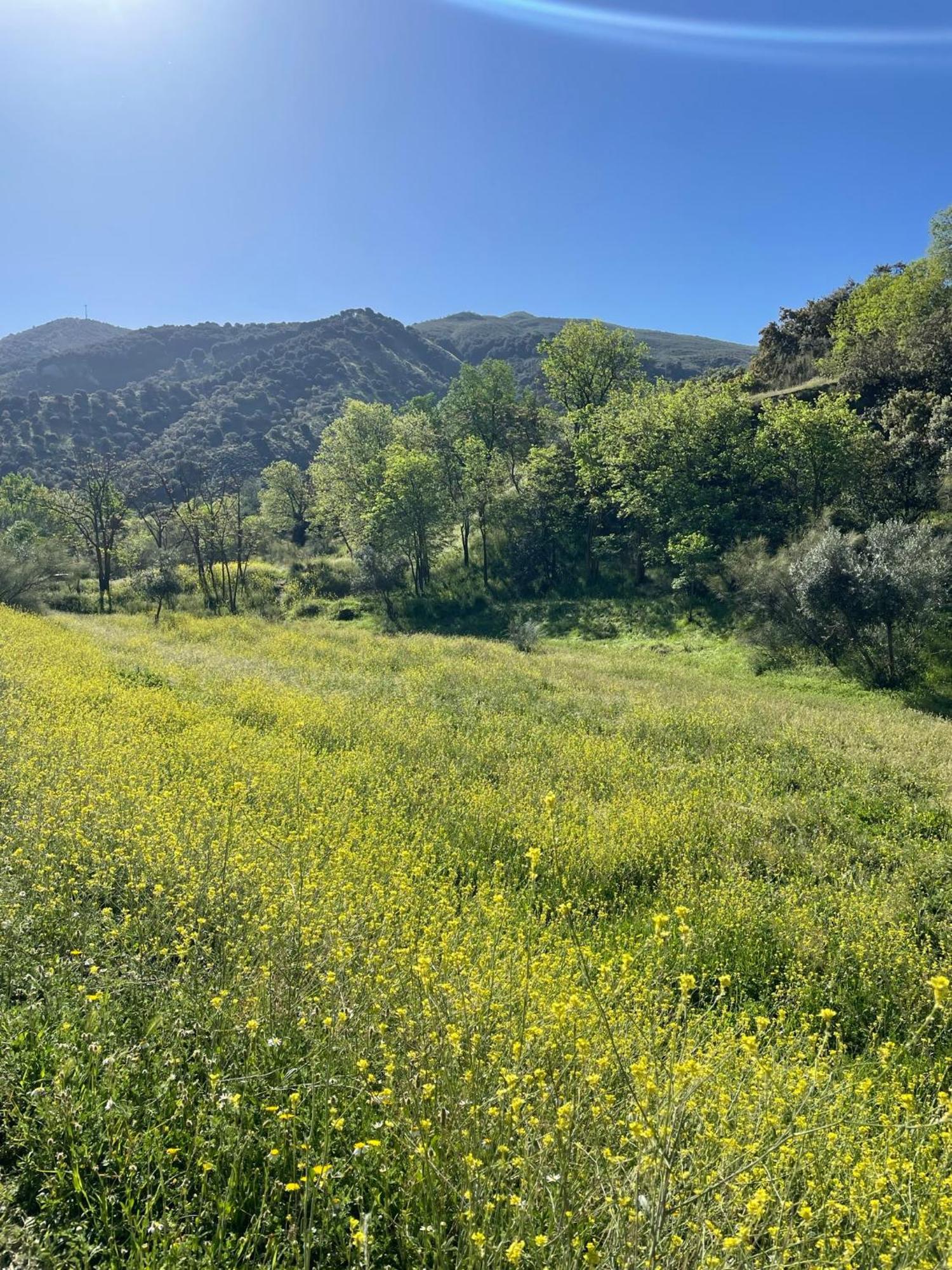 Apartamento Ruta Del Veleta Cenes De La Vega Exterior foto